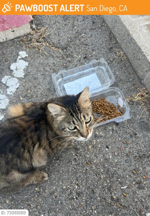 Found/Stray Unknown Cat last seen Pennsylvania Ave, San Diego, CA 92103
