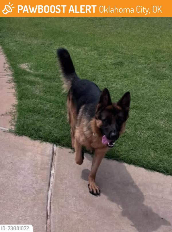 Found/Stray Male Dog last seen Colony point neighborhood, Oklahoma City, OK 73078