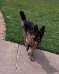 Found/Stray Male Dog last seen Colony point neighborhood, Oklahoma City, OK 73078