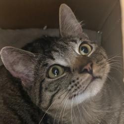 Shelter Stray Male Cat last seen , Animal Care & Control Team of Philly, 111 W Hunting Park Ave, Philadelphia, PA 19140, USA