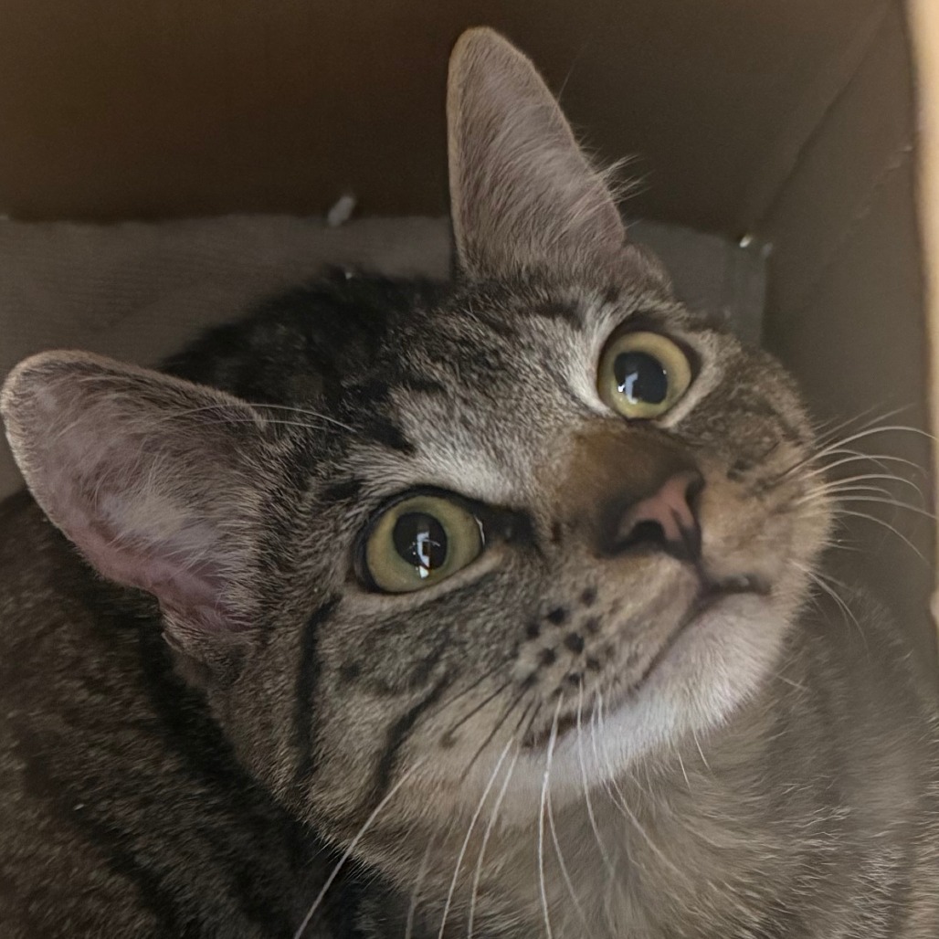 Shelter Stray Male Cat last seen , Animal Care & Control Team of Philly, 111 W Hunting Park Ave, Philadelphia, PA 19140, USA