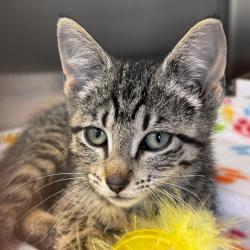 Shelter Stray Female Cat last seen , 3173 K-68 Hwy, Ottawa, KS 66067, USA