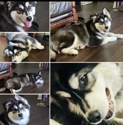 Lost Male Dog last seen Lincoln Park Pomona, Pomona, CA 91766