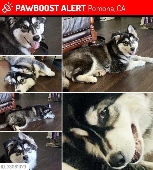 Lost Male Dog last seen Lincoln Park Pomona, Pomona, CA 91766