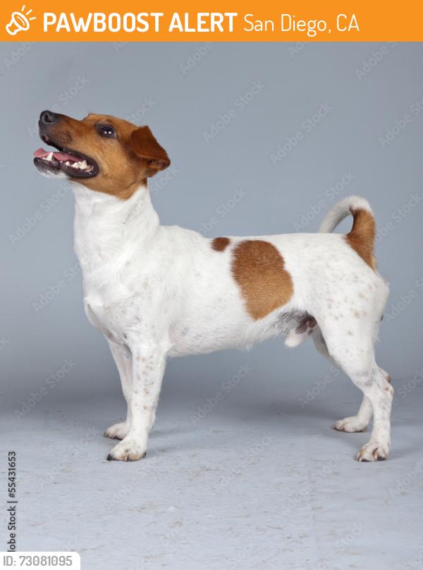 Found/Stray Unknown Dog last seen Torrey pines rd, San Diego, CA 92037