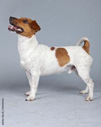 Found/Stray Unknown Dog last seen Torrey pines rd, San Diego, CA 92037