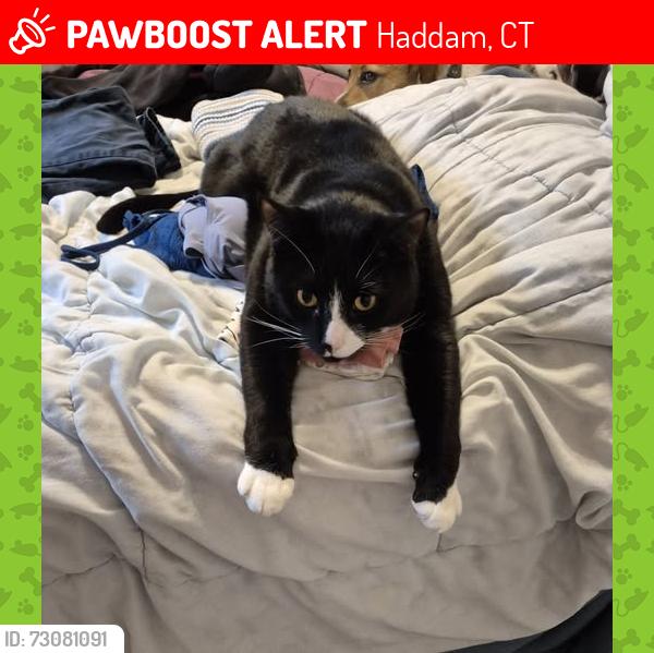 Lost Male Cat last seen Near Brainard Hill Rd and Candlewood Hill Rd, Haddam, CT 06441