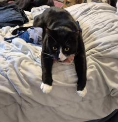 Lost Male Cat last seen Near Brainard Hill Rd and Candlewood Hill Rd, Haddam, CT 06441