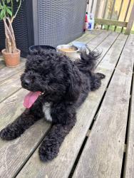 Reunited Male Dog last seen 62nd and Carroll Road, Indianapolis, IN 46235