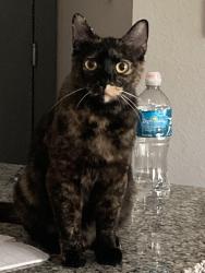 Found/Stray Female Cat last seen The Lotus apmts , Odessa, FL 33558