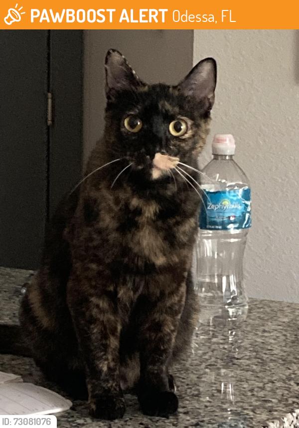 Found/Stray Female Cat last seen The Lotus apmts , Odessa, FL 33558