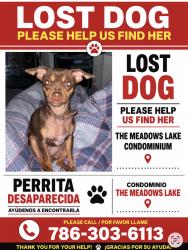 Lost Female Dog last seen By the meadows cndmnium in Kendall, Miami, FL 33183
