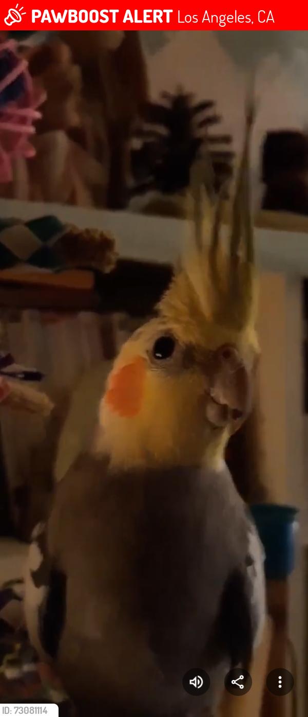Lost Male Bird last seen Sunset & Vermont, Los Angeles, CA 90027