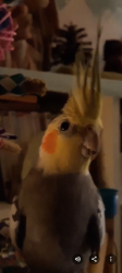 Lost Male Bird last seen Sunset & Vermont, Los Angeles, CA 90027