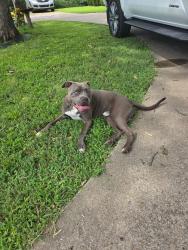 Reunited Male Dog last seen S 58th W Ave, Tulsa, OK 74137