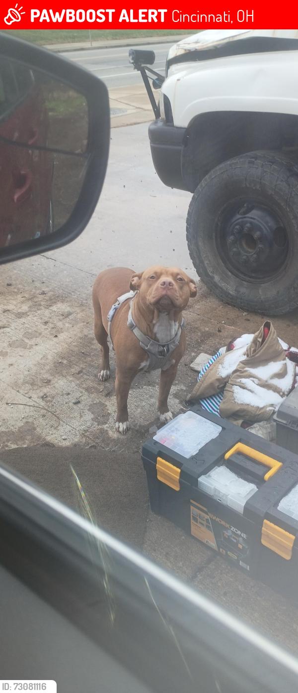 Lost Female Dog last seen Hyde Park lumber, Cincinnati, OH 45227