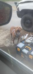 Lost Female Dog last seen Hyde Park lumber, Cincinnati, OH 45227