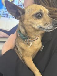 Found/Stray Female Dog last seen Dillards, San Antonio, TX 78216