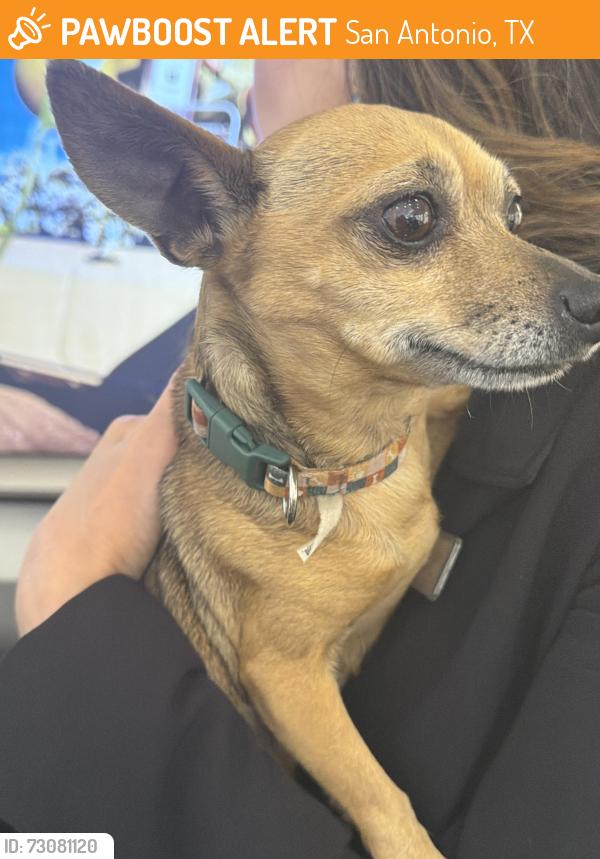 Found/Stray Female Dog last seen Dillards, San Antonio, TX 78216
