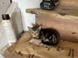 Found/Stray Unknown Cat last seen Vilano beach jetty, St. Augustine, FL 32084