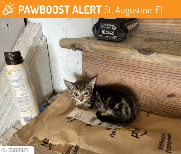 Found/Stray Unknown Cat last seen Vilano beach jetty, St. Augustine, FL 32084