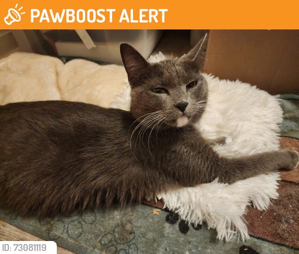 Found/Stray Female Cat last seen Gender road and Axtel Drive, Canal Winchester, OH 43110