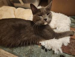 Found/Stray Female Cat last seen Gender road and Axtel Drive, Canal Winchester, OH 43110
