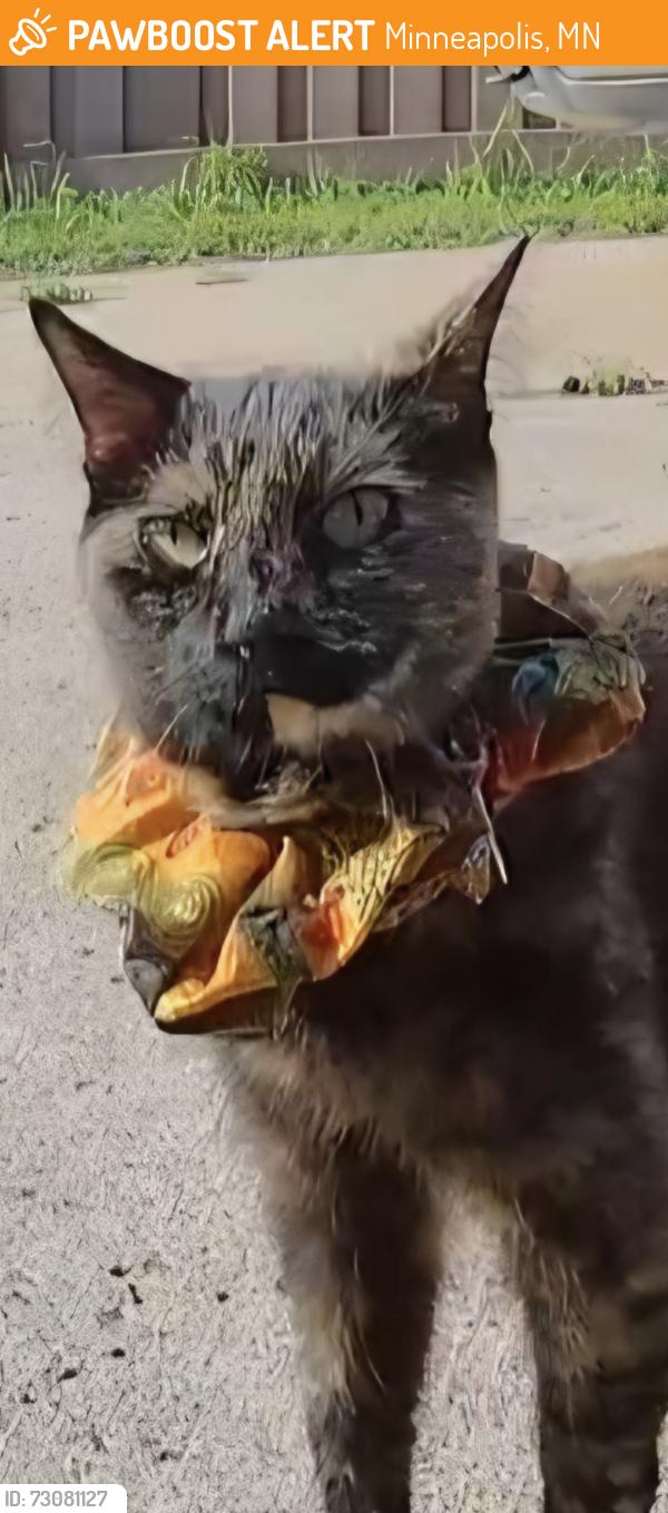 Found/Stray Unknown Cat last seen Brooklyn Center, Minneapolis, MN 55430