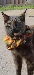 Found/Stray Unknown Cat last seen Brooklyn Center, Minneapolis, MN 55430