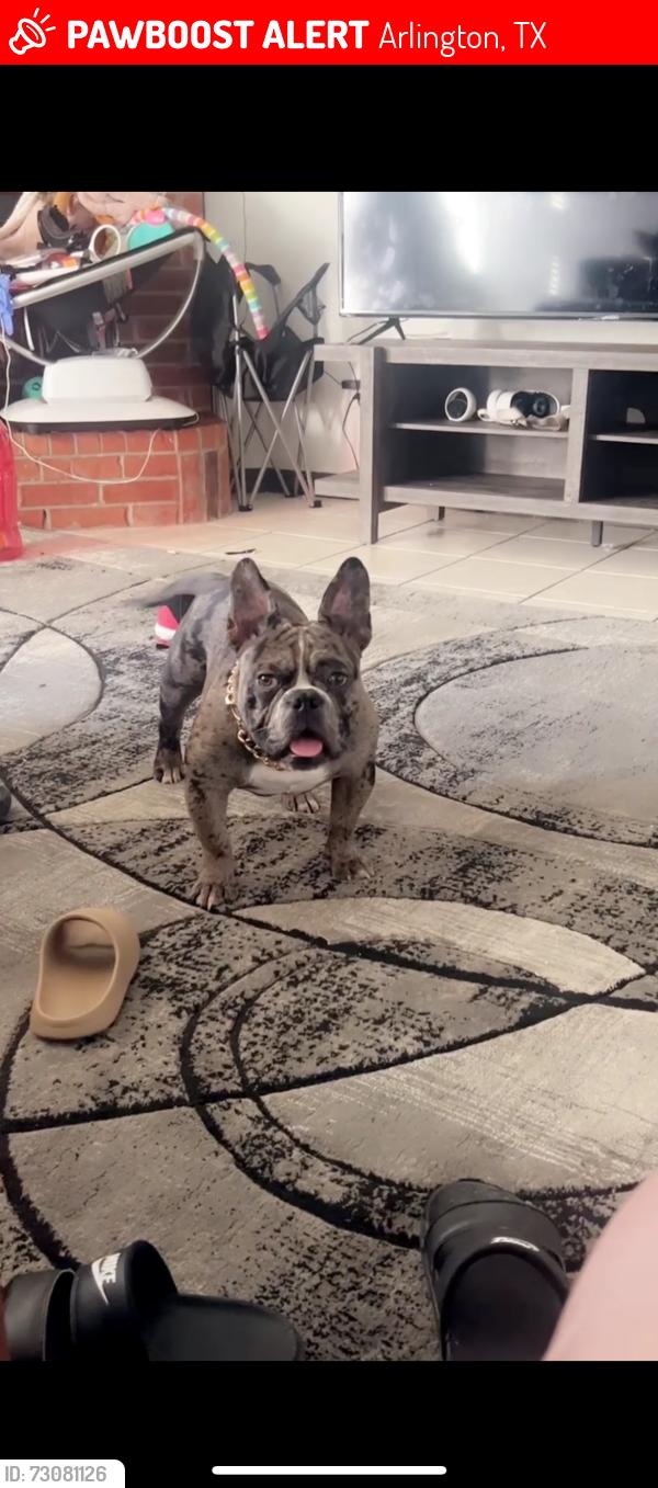 Lost Male Dog last seen lake hawkins dr, Arlington, TX 76002