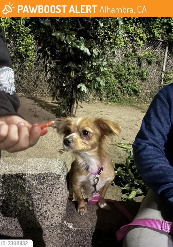 Found/Stray Female Dog last seen Almansor Park, Alhambra, CA 91801