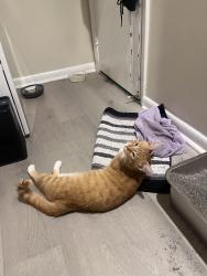 Reunited Male Cat last seen Quince Orchard Blvd, Gaithersburg, MD 20878