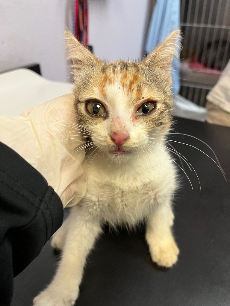 Shelter Stray Female Cat last seen Bexar County, 3353 Morningside Dr, New Braunfels, TX 78132, USA