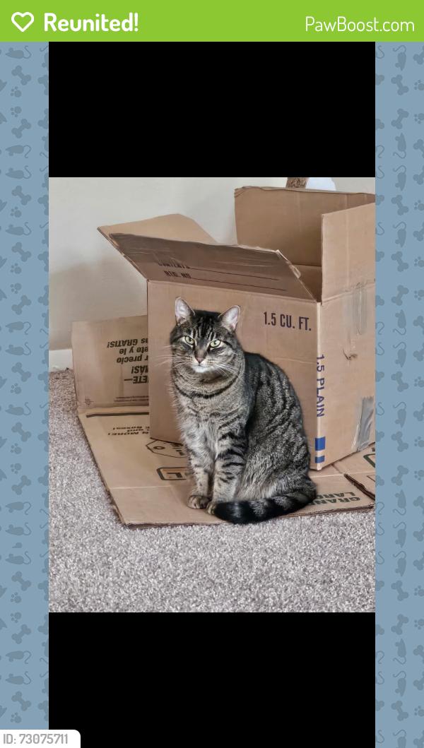 Reunited Female Cat last seen NW Maynard Rd and High hse Rd in MAA 900 Waterford apmt complex, Cary, NC 27513