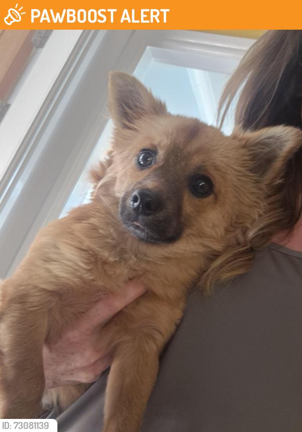 Found/Stray Male Dog last seen Ashurst, skelmersdale , Lancashire, England WN8 6TN