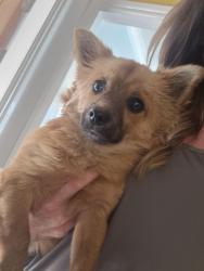 Found/Stray Male Dog last seen Ashurst, skelmersdale , Lancashire, England WN8 6TN