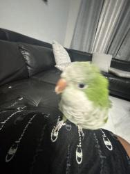 Lost Unknown Bird last seen Sunrise florida, Sunrise, FL 33351