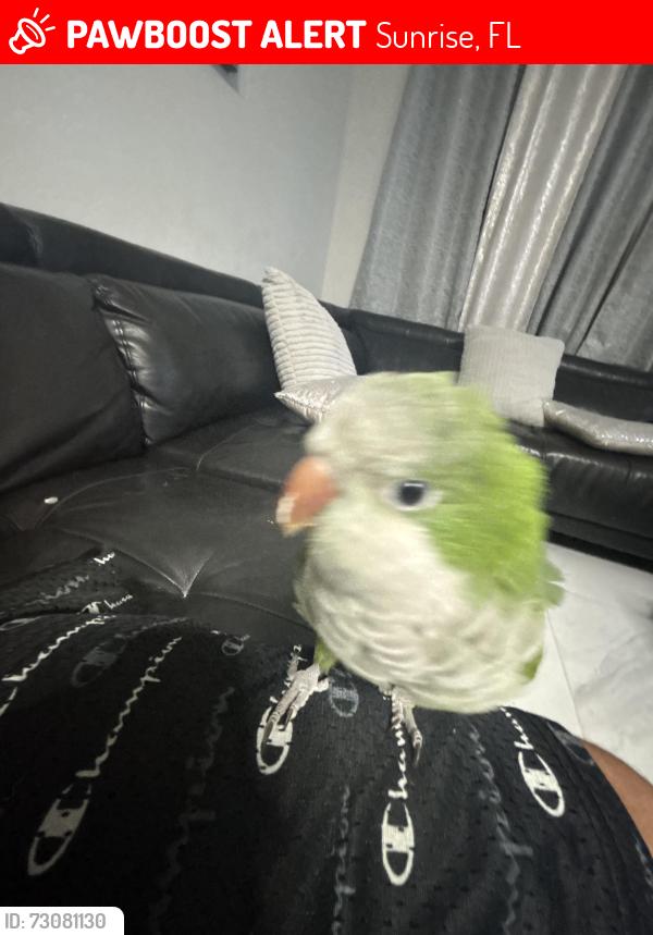 Lost Unknown Bird last seen Sunrise florida, Sunrise, FL 33351
