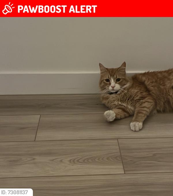Lost Male Cat last seen Redwood rd., Saratoga Springs, UT 84045