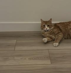 Lost Male Cat last seen Redwood rd., Saratoga Springs, UT 84045