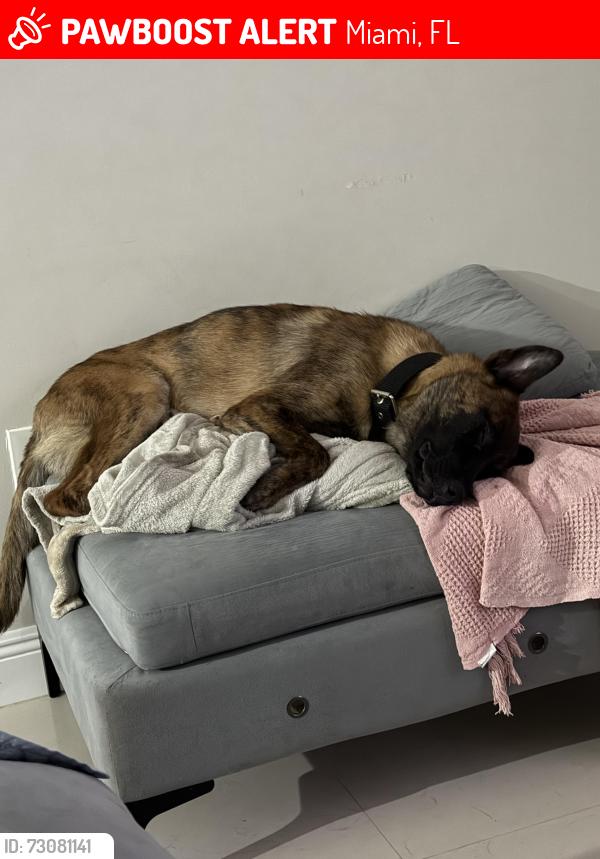 Lost Male Dog last seen Zoological Wildlife Foundation, Miami, FL 33187