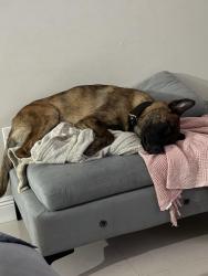 Lost Male Dog last seen Zoological Wildlife Foundation, Miami, FL 33187