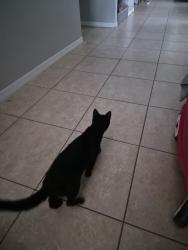 Reunited Female Cat last seen Deerfield Lakes Neighborhood, Spring Hill, FL 34610