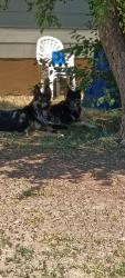 Found/Stray Unknown Dog last seen Montview Blvd & Havana St, Aurora, CO 80010
