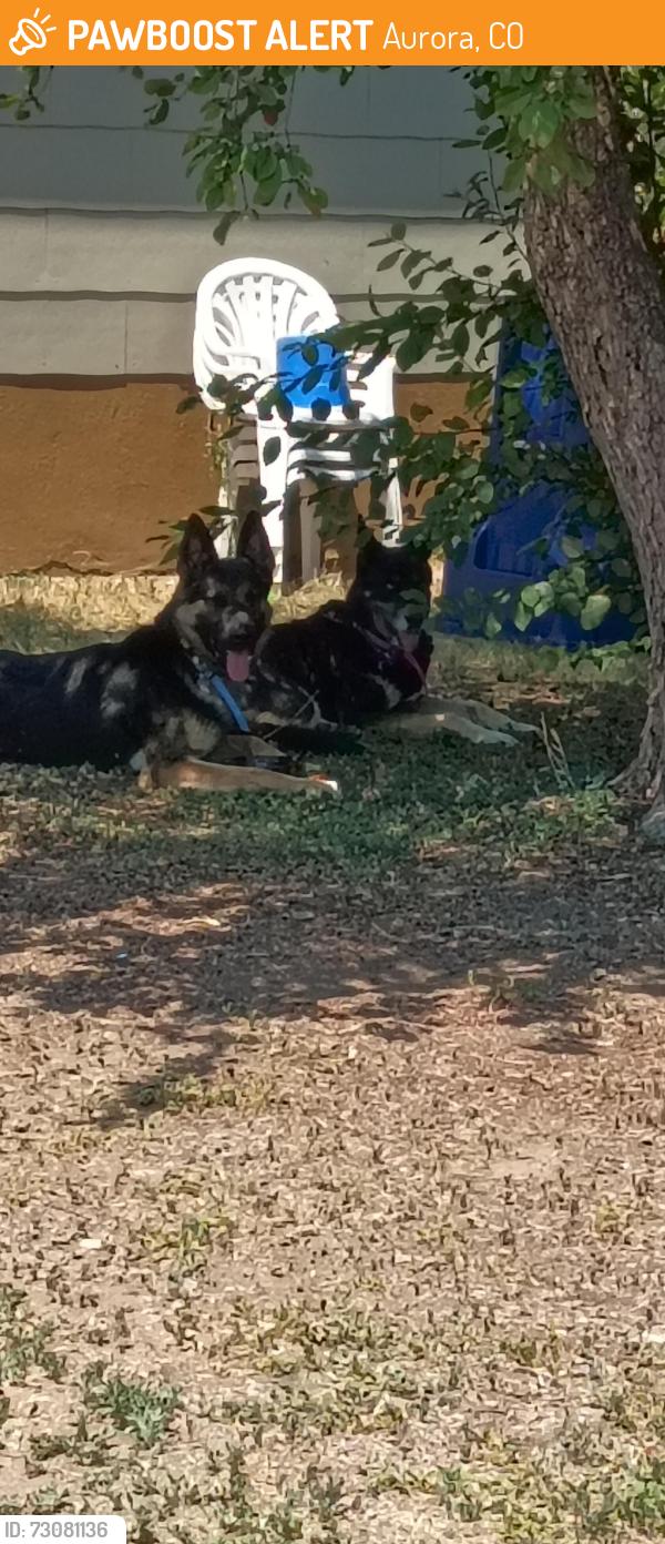 Found/Stray Unknown Dog last seen Montview Blvd & Havana St, Aurora, CO 80010