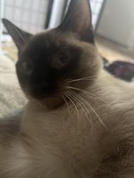 Lost Male Cat last seen Robinson St, Regina, SK S4T 2N5