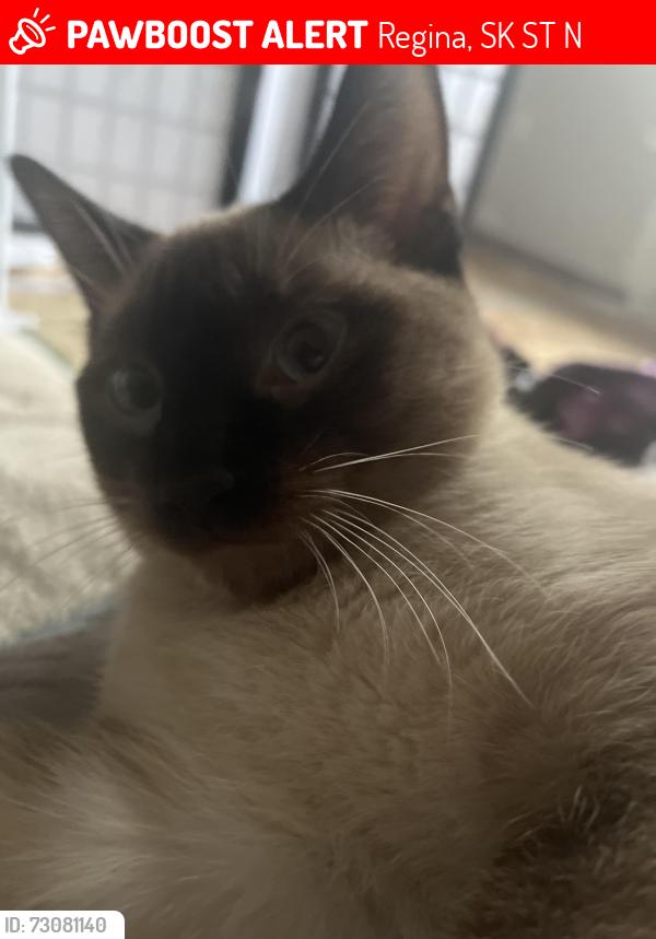 Lost Male Cat last seen Robinson St, Regina, SK S4T 2N5