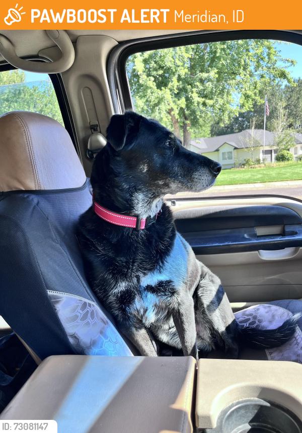 Found/Stray Female Dog last seen Banbury golf course, Meridian, ID 83616