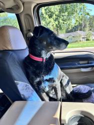 Found/Stray Female Dog last seen Banbury golf course, Meridian, ID 83616