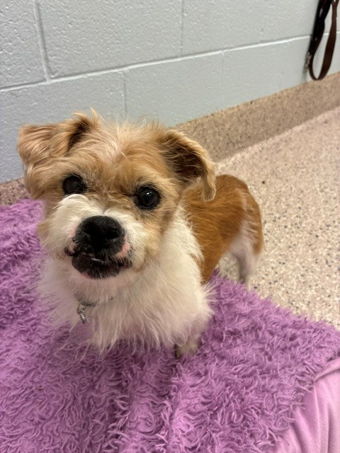 Shelter Stray Male Dog last seen CO-2 & QUEBEC ST, 12155 Park Blvd, Brighton, CO 80601, USA